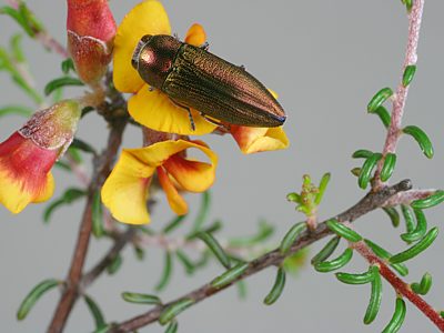 Melobasis propinqua verna, PL0457, male, on Dillwynia sparsifolia, MU, 11.6 × 3.9 mm